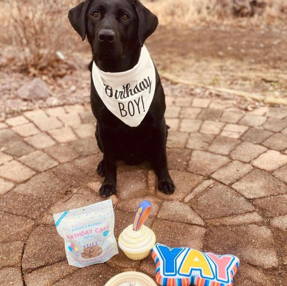 Birthday Boy Dog Bandana