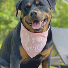 Load image into Gallery viewer, It's a Girl Dog Bandana, Pregnancy Announcement, Gender Reveal