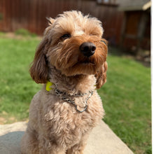 Load image into Gallery viewer, Biothane Martingale Dog Collar with Buckle | Waterproof Adjustable Training Collar, Matching Leash Option
