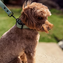 Load image into Gallery viewer, Sage Green Waterproof BioThane® Dog Collar 1"   Durable, Odor-Free, Easy Clean, Soft Outdoor Pet Collar
