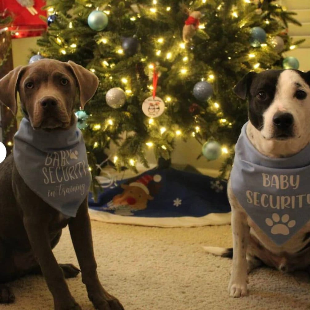 Family announcement dog bandana photo accessory
