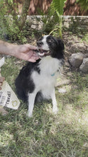 Load and play video in Gallery viewer, My Humans are getting Married Dog Bandana
