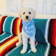Load image into Gallery viewer, It&#39;s a Boy Dog Bandana

